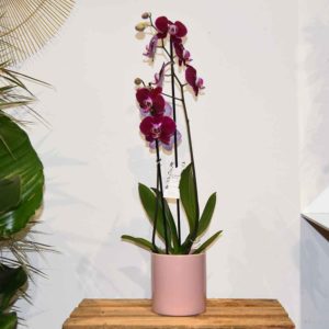 Divine orchidée (rose)